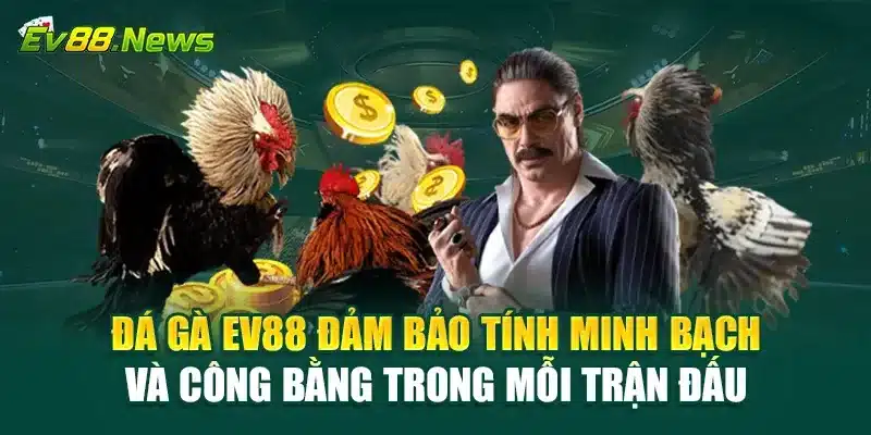 Đá Gà EV88 đảm bảo tính minh bạch và công bằng trong mỗi trận đấu
