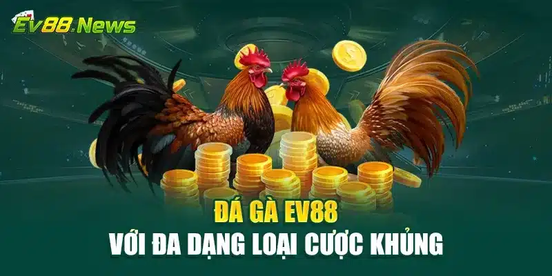 Đá Gà EV88 với đa dạng loại cược khủng