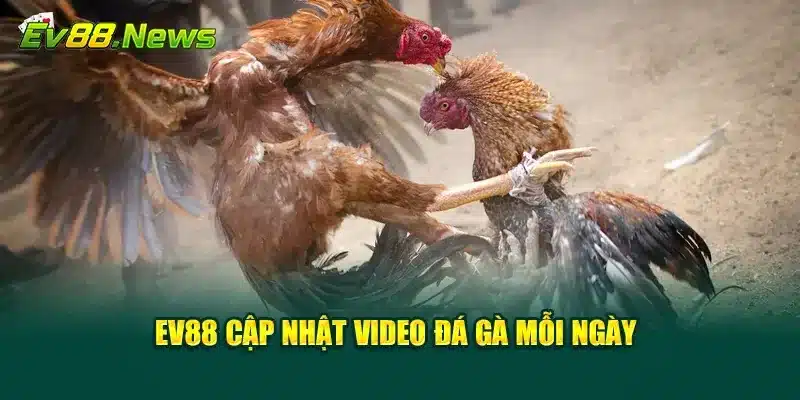 EV88 cập nhật video đá gà mỗi ngày