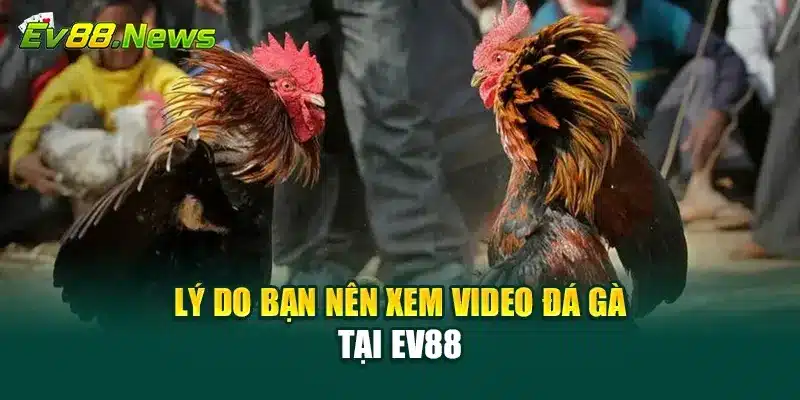 Lý do bạn nên xem video đá gà tại EV88