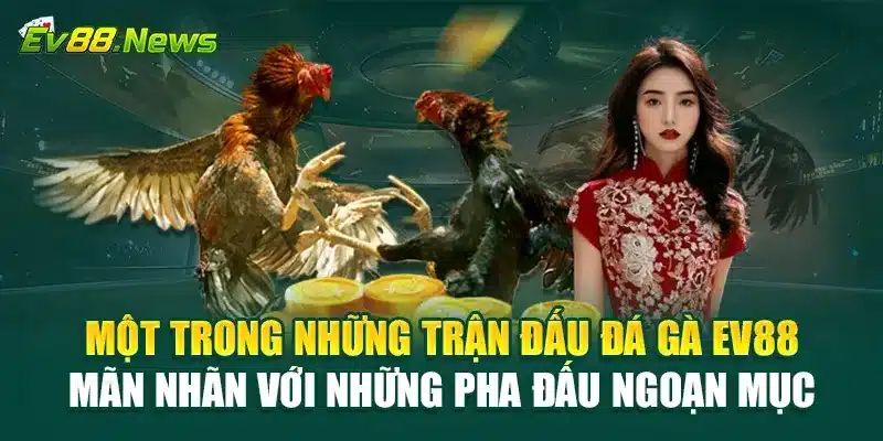 Một trong những trận đấu Đá Gà EV88 mãn nhãn với những pha đấu ngoạn mục
