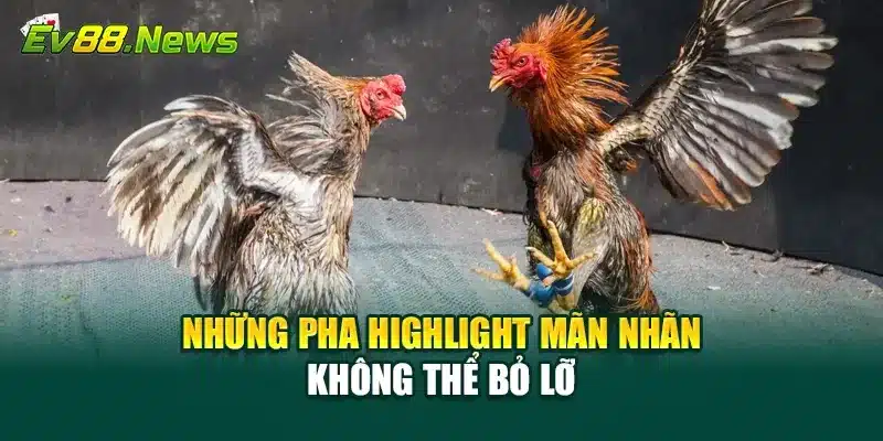 Những pha highlight mãn nhãn không thể bỏ lỡ