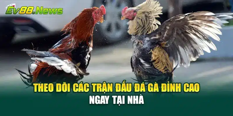 Theo dõi các trận đấu đá gà đỉnh cao ngay tại nhà