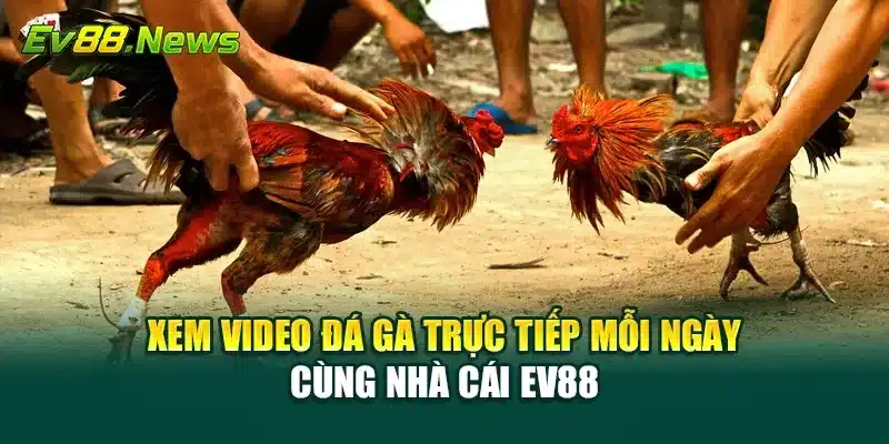 Video Đá Gà
